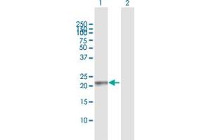 Western Blot analysis of RAB13 expression in transfected 293T cell line by RAB13 MaxPab polyclonal antibody. (RAB13 Antikörper  (AA 1-203))