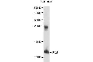 Western blot analysis of extracts of rat heart, using IFI27 antibody. (IFI27 Antikörper)