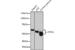 Western blot analysis of extracts of various cell lines, using  Rabbit mAb (ABIN7265645) at 1:1000 dilution. (APOL1 Antikörper)