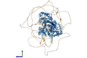 DISP1 Protein (AA 1-1521) (His tag)