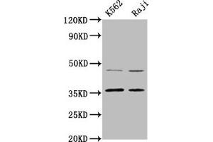 Western Blot Positive WB detected in: K562 whole cell lysate, Raji whole cell lysate All lanes: MAGEA2 antibody at 4. (MAGEA2 Antikörper  (AA 1-104))