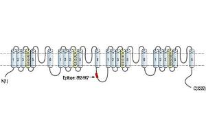 Representative domain view of the target of ABIN7884831.