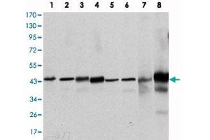 Western blot analysis using MAPK3 monoclonal antibody, clone 1E5  against HeLa (1), Jurkat (2), RAW264.