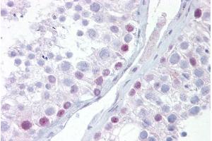 Immunohistochemistry with Testis tissue at an antibody concentration of 5µg/ml using anti-UTF1 antibody (ARP30063_P050) (UTF1 Antikörper  (Middle Region))