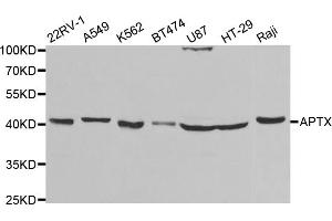 Western blot analysis of extracts of various cell lines, using APTX antibody (ABIN5973100) at 1/1000 dilution. (Aprataxin Antikörper)