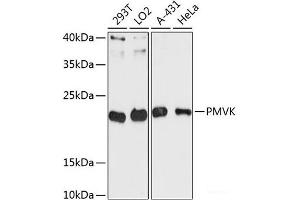 Western blot analysis of extracts of various cell lines using PMVK Polyclonal Antibody at dilution of 1:3000. (PMVK Antikörper)