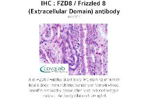 Image no. 1 for anti-Frizzled Family Receptor 8 (FZD8) (3rd Extracellular Domain) antibody (ABIN1734510)