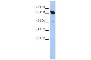 SCFD1 antibody used at 1 ug/ml to detect target protein. (SCFD1 Antikörper  (N-Term))