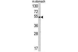 Western blot analysis of SUV4-20H2 antibody (Center) in mouse stomach tissue lysates (35ug/lane).