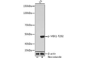 Western blot analysis of extracts of C6 cells, using Phospho-MEK1-T292 Rabbit mAb (ABIN7268635) at 1:1000 dilution. (MEK1 Antikörper  (pThr292))