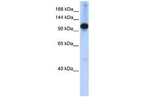 WB Suggested Anti-SMARCAL1 Antibody Titration:  0.