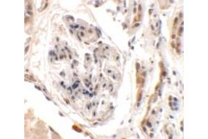 Immunohistochemistry of UHRF1BP1L in human kidney tissue with UHRF1BP1L antibody at 2. (UHRF1BP1L Antikörper  (Middle Region))