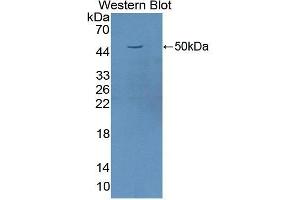 Western Blotting (WB) image for anti-Fas Ligand (TNF Superfamily, Member 6) (FASL) (AA 103-281) antibody (ABIN1172027) (FASL Antikörper  (AA 103-281))