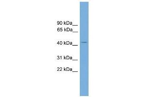 AP1M2 antibody used at 1 ug/ml to detect target protein.