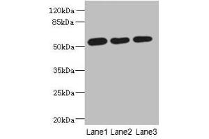 Western blot All lanes: ARMT1 antibody at 0. (ARMT1 (AA 2-250) Antikörper)