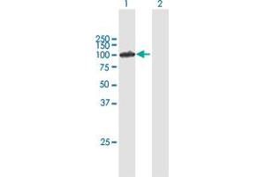 Western Blot analysis of IFI16 expression in transfected 293T cell line by IFI16 MaxPab polyclonal antibody. (IFI16 Antikörper  (AA 1-729))