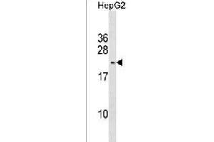 S2L5 Antibody (C-term) (ABIN1537609 and ABIN2850279) western blot analysis in HepG2 cell line lysates (35 μg/lane). (PMS2L5 Antikörper  (C-Term))