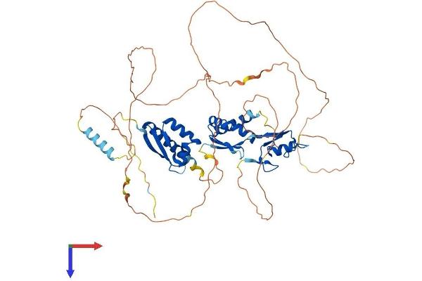 MEX3B Protein (AA 1-569) (His tag)