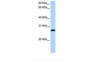 Image no. 1 for anti-MAX-Like Protein X (MLX) (AA 197-246) antibody (ABIN6738772) (MLX Antikörper  (AA 197-246))