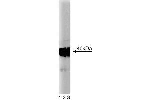 Western blot analysis of SMN on a HepG2 cell lysate (Human hepatocellular carcinoma, ATCC HB-8065) (left). (SNRPN Antikörper  (AA 14-174))