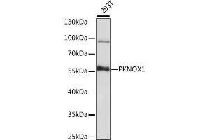 Western blot analysis of extracts of 293T cells, using PKNOX1 antibody (ABIN7269189) at 1:1000 dilution. (PKNOX1 Antikörper  (AA 322-436))