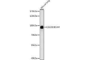 Western blot analysis of extracts of mouse lung, using CD239/CD239/BCAM antibody (ABIN7265829) at 1:1000 dilution. (BCAM Antikörper  (AA 352-547))