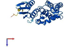 CLIC3 Protein (AA 1-237) (His tag)