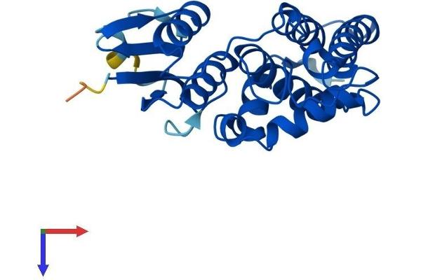 CLIC3 Protein (AA 1-237) (His tag)