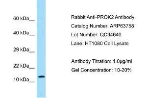 Western Blotting (WB) image for anti-Prokineticin 2 (PROK2) (Middle Region) antibody (ABIN2789614) (PROK2 Antikörper  (Middle Region))