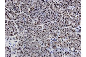Immunoperoxidase of monoclonal antibody to LIMD1 on formalin-fixed paraffin-embedded human pancreas. (LIMD1 Antikörper  (AA 577-674))