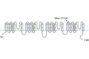 Representative domain view of the target of ABIN7043649.