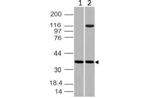 Image no. 1 for anti-Embigin (EMB) (AA 100-250) antibody (ABIN5027182) (Embigin Antikörper  (AA 100-250))