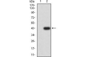 Western Blotting (WB) image for anti-T Cell Immunoreceptor with Ig and ITIM Domains (TIGIT) (AA 22-141) antibody (ABIN7193227)