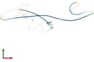 AlphaFold protein structure predicition of Mouse Recombinant Cgn Protein, UniprotID P59242 (Cingulin Protein (CGN) (AA 1-1191) (His tag))