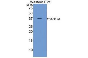Western Blotting (WB) image for anti-Olfactomedin 4 (OLFM4) (AA 238-500) antibody (ABIN1172483)