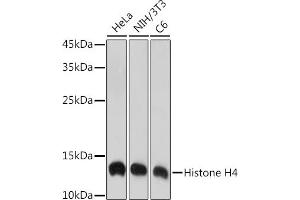 Western blot analysis of extracts of various cell lines, using Histone H4 antibody (ABIN7267706) at 1:1000 dilution. (HIST4H4 Antikörper)