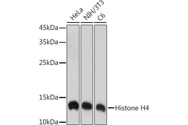 HIST4H4 Antikörper