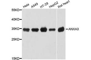 Western blot analysis of extracts of various cell lines, using ANXA3 antibody (ABIN5997234) at 1:3000 dilution. (Annexin A3 Antikörper)