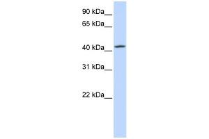 WB Suggested Anti-C7orf42 Antibody Titration:  0. (C7orf42 Antikörper  (N-Term))