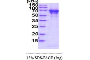 SDS-PAGE (SDS) image for Chromogranin A (CHGA) (AA 19-457) protein (His tag) (ABIN7529384)