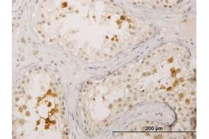 Image no. 1 for anti-Bol, Boule-Like (BOLL) (AA 185-284) antibody (ABIN599300) (BOLL Antikörper  (AA 185-284))
