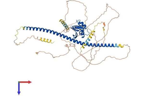 DACH2 Protein (AA 1-634) (His tag)