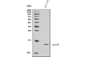 Western blot analysis of NDUFB3 using anti-NDUFB3 antibody (ABIN7600507).