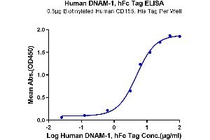 Immobilized Biotinylated Human CD155, His Tag at 5 μg/mL (100 μL/well) on the plate. (CD226 Protein (CD226) (AA 19-247) (Fc Tag))