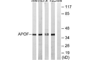 Western blot analysis of extracts from A549 cells, COLO cells, Jurkat cells and HeLa cells, using APOF antibody. (Apolipoprotein F Antikörper)