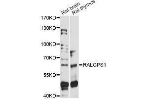 Western blot analysis of extracts of various cell lines, using RALGPS1 antibody (ABIN6293515) at 1:1000 dilution.