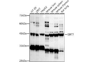 Western Blotting (WB) image for anti-Sirtuin 7 (SIRT7) (AA 201-400) antibody (ABIN3021211)