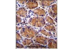 GIN1 Antibody (C-term) (ABIN655674 and ABIN2845140) immunohistochemistry analysis in formalin fixed and paraffin embedded human stomach tissue followed by peroxidase conjugation of the secondary antibody and DAB staining. (GIN1 Antikörper  (C-Term))