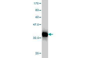 Western Blot detection against Immunogen (36. (PDCD7 Antikörper  (AA 47-146))