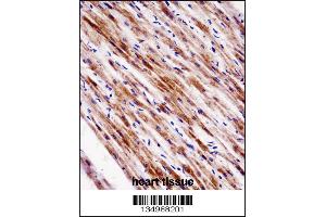 Immunohistochemistry (IHC) image for anti-Nuclear Receptor Subfamily 1, Group D, Member 2 (NR1D2) (AA 266-294) antibody (ABIN5531753)